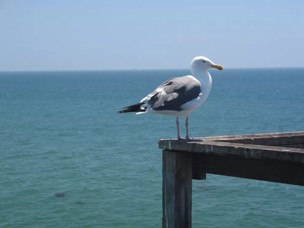 A lone seagull contemplates the life by the sea...