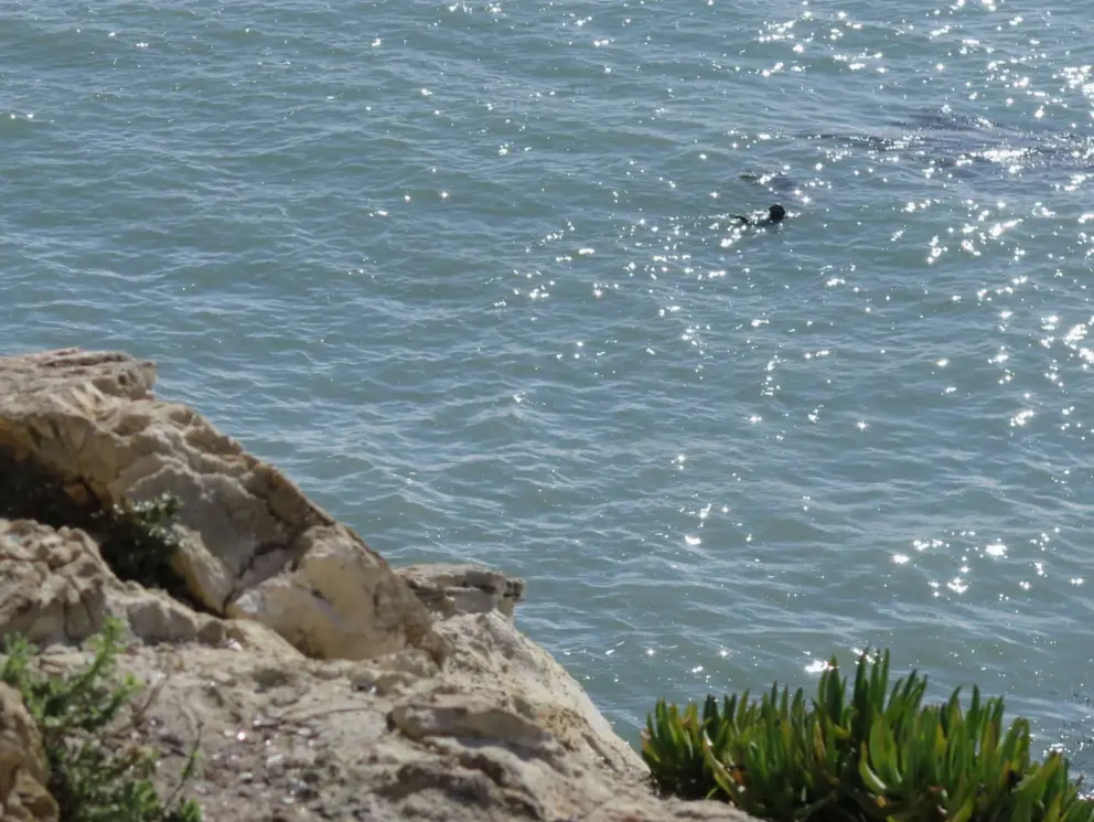 Sea otter playing in the ocean.