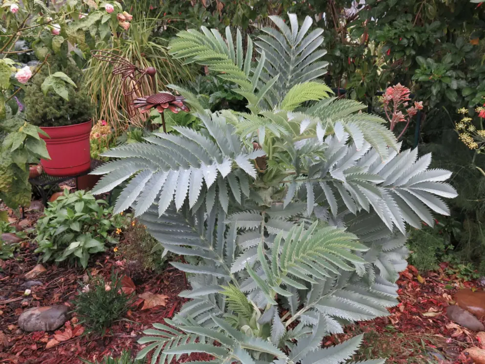 Garden in the neighborhood. Interesting silver plant with serrated leaves!