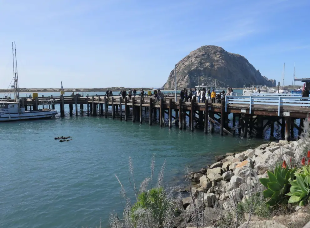 People watching the sea otters from the T Pier. 