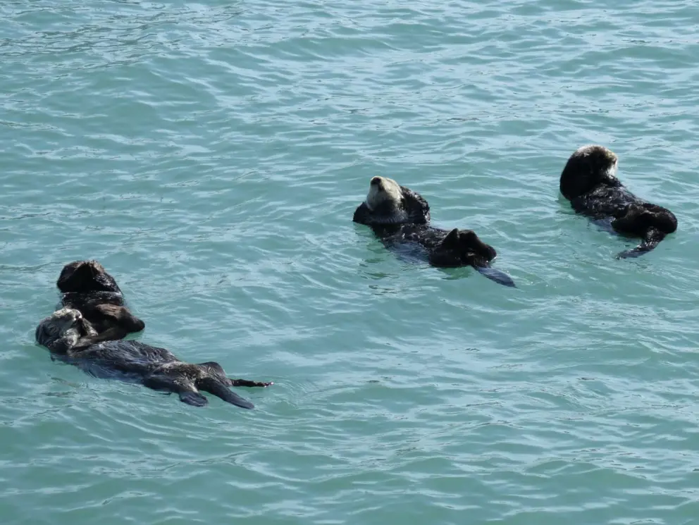 Sun in the right spot for seeing the sea otters' faces!