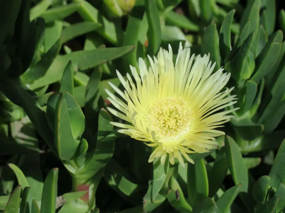 Ice plant!