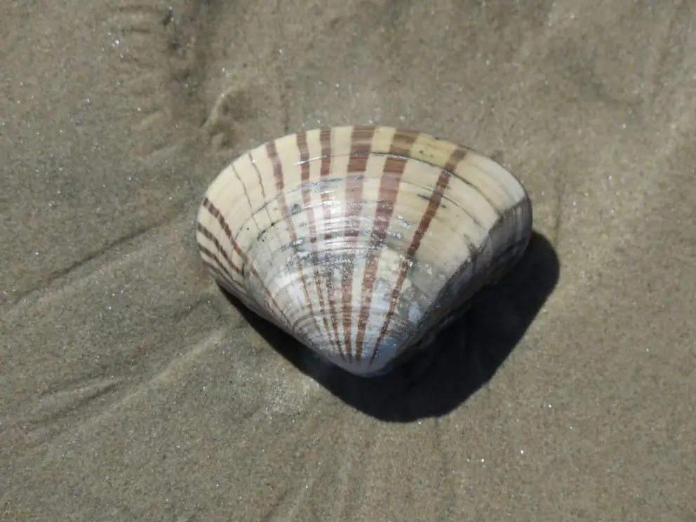 Pismo clam in the sand. 