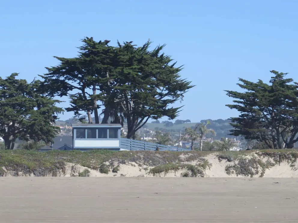 Cypress trees. 