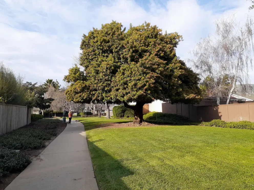 Path between houses. 