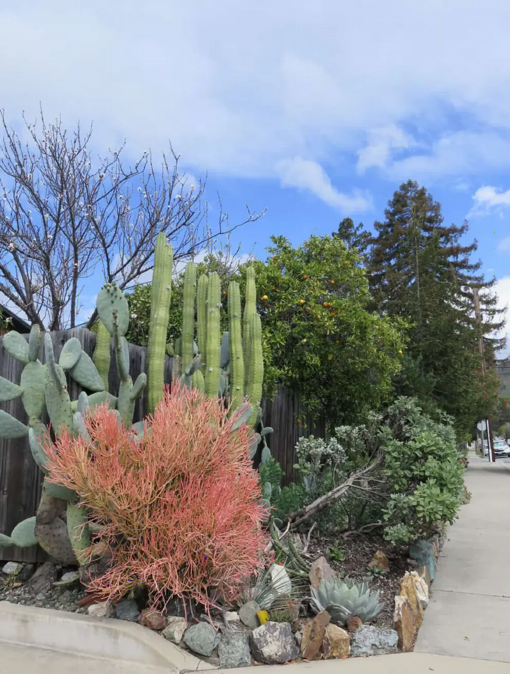 Gorgeous colors! Blue sky, pine tree, lemon tree, cactus, and Brazilian plant. 