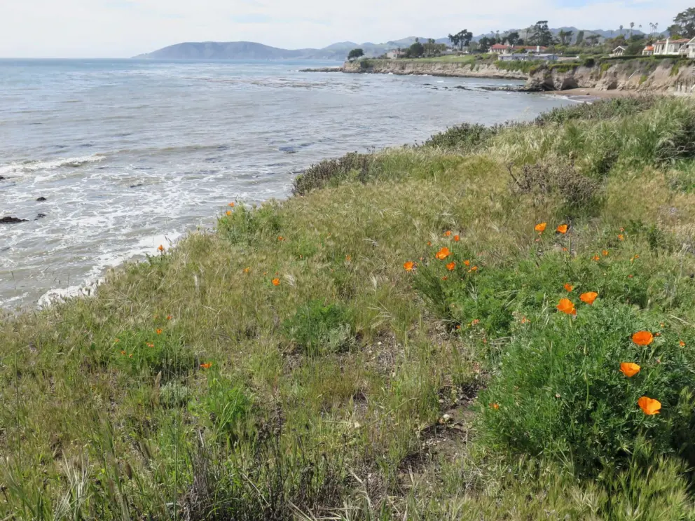 Poppies on the cliffs. 