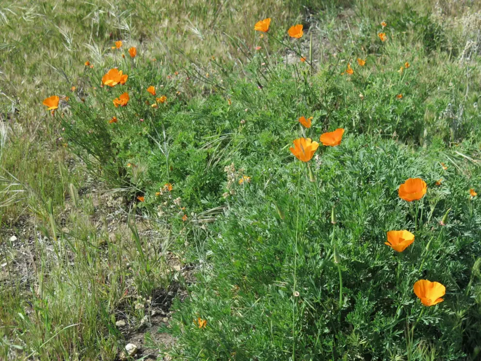 Poppies in March.