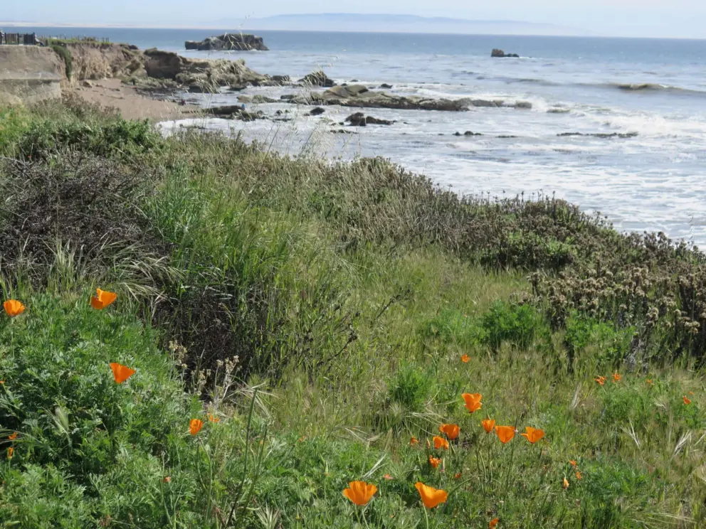 Poppies and sea stacks. 