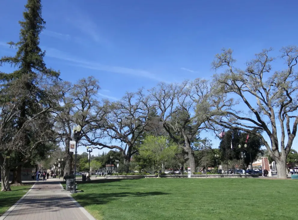 Winter trees in Downtown City Park. 