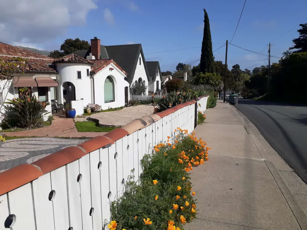 Poppies in April!