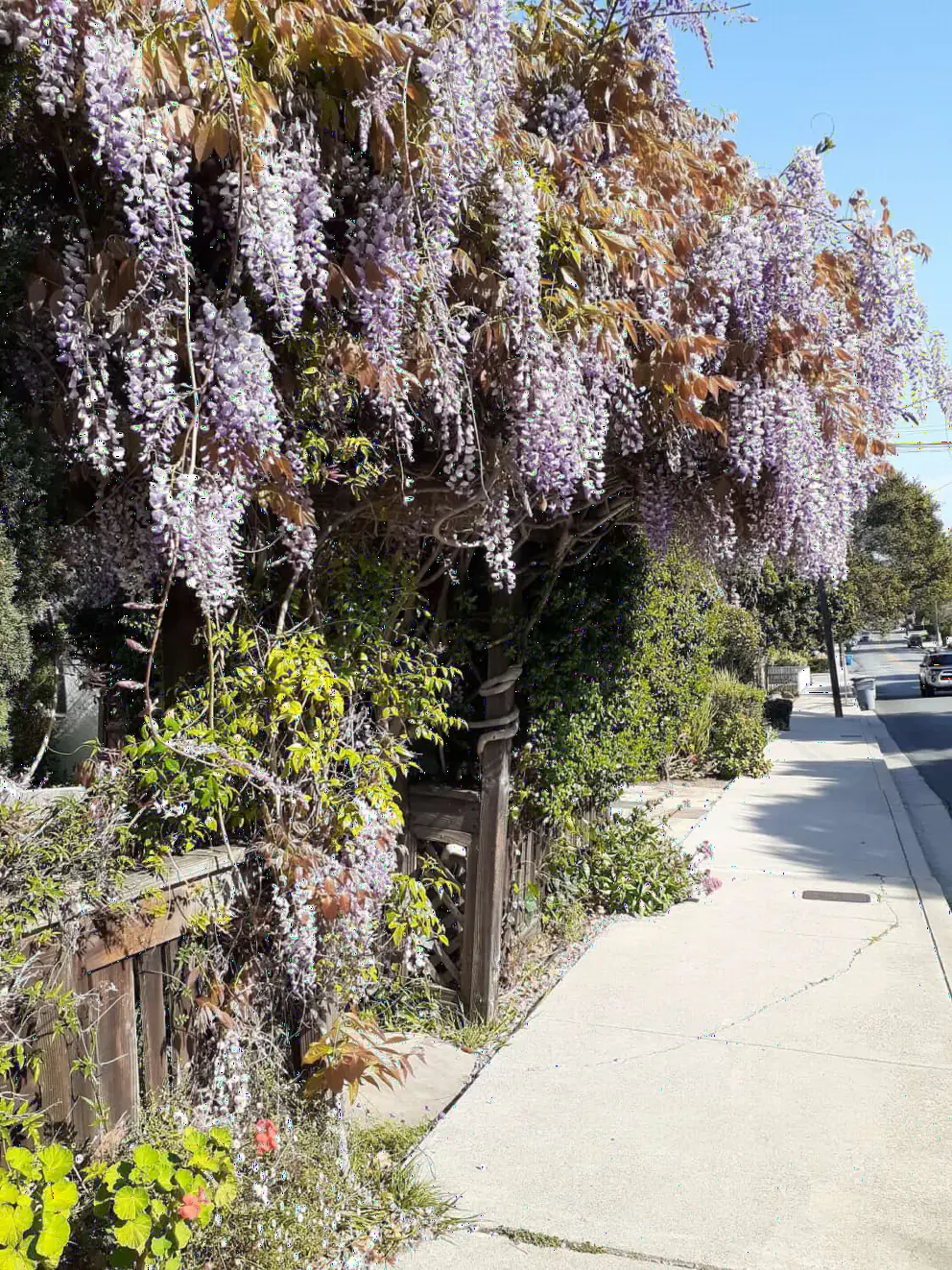 Wisteria in April!