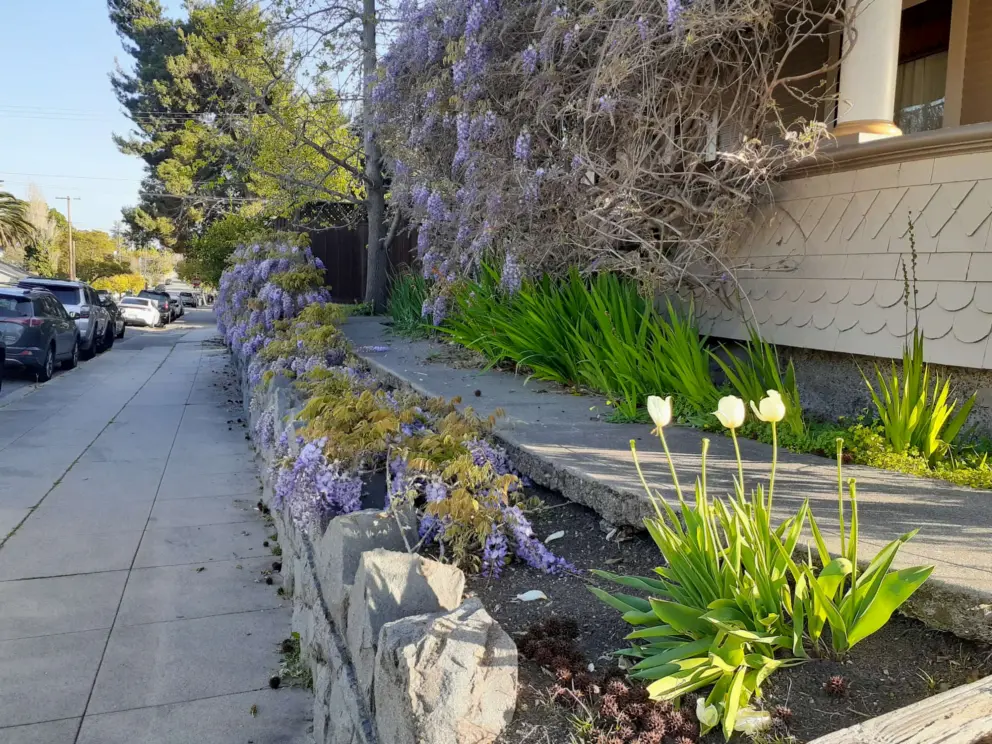 Tulips and wisteria on Buchon and Garden in April. 