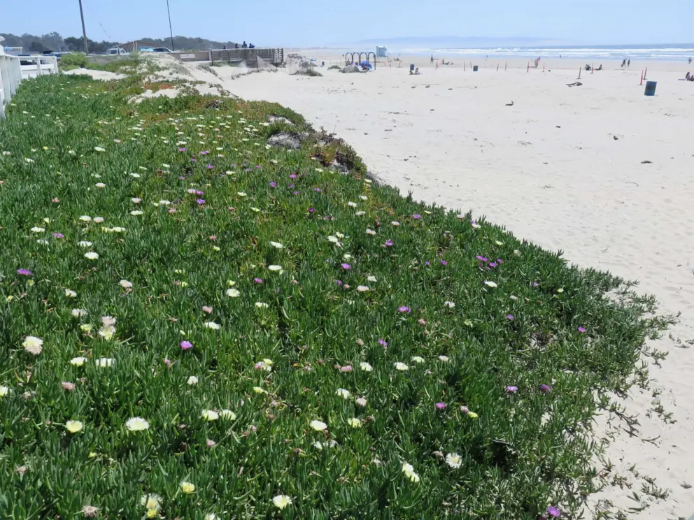 Ice plant between the boardwalk and the sand, in April!