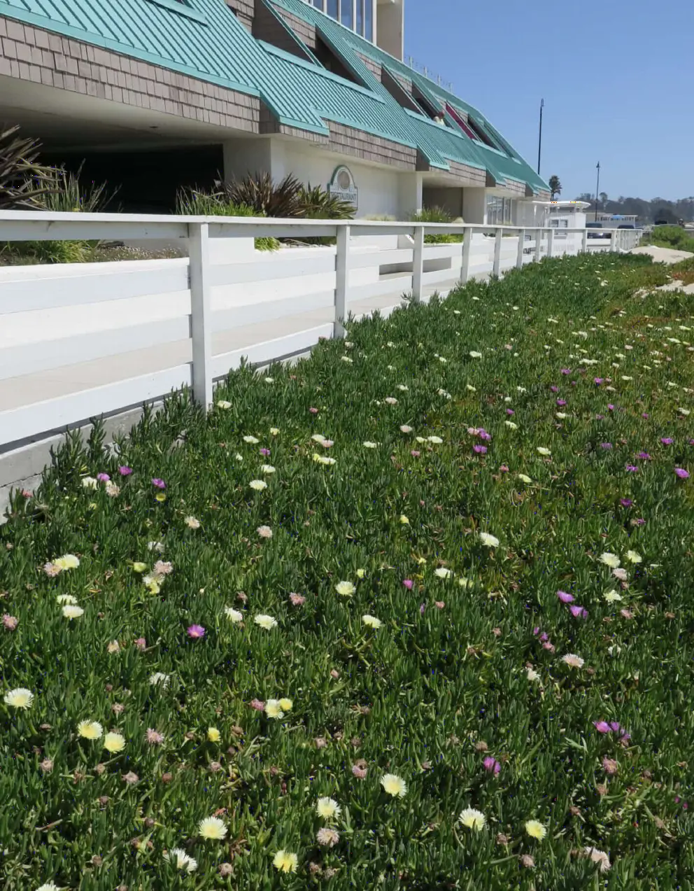 Ice plant, like easter eggs, beside the boardwalk. 