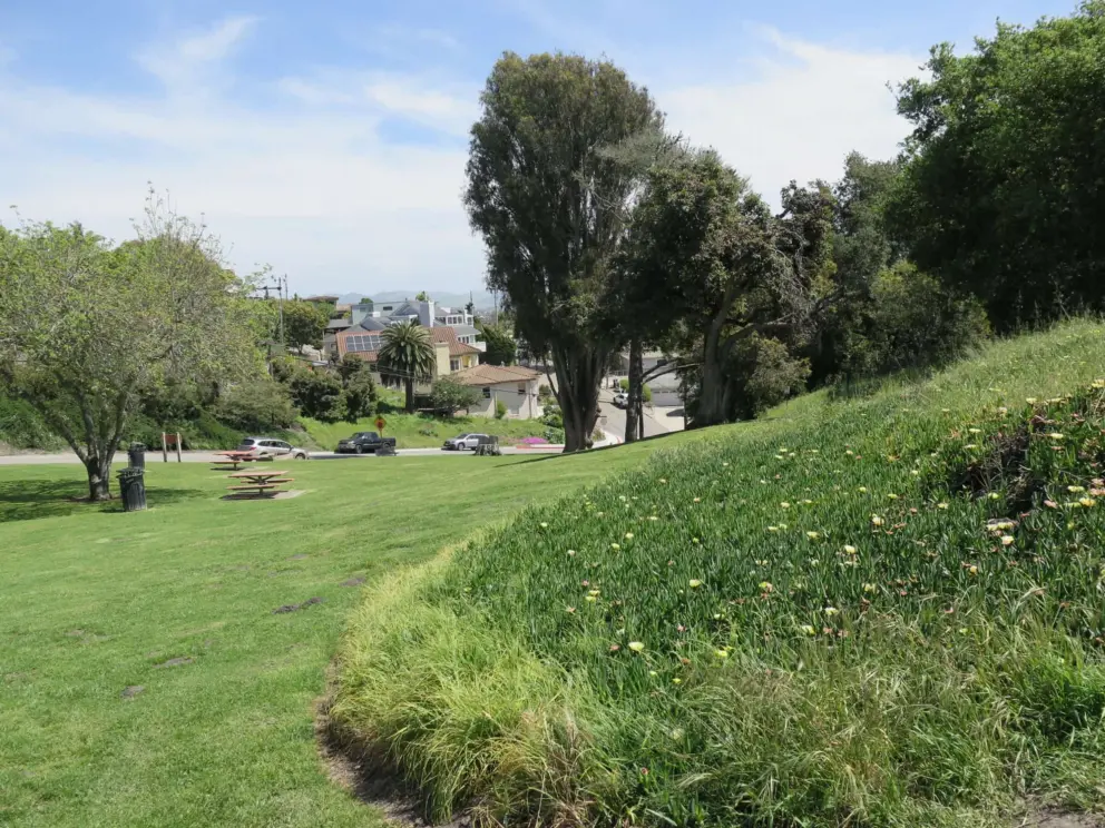 Ice plant and pretty trees. 