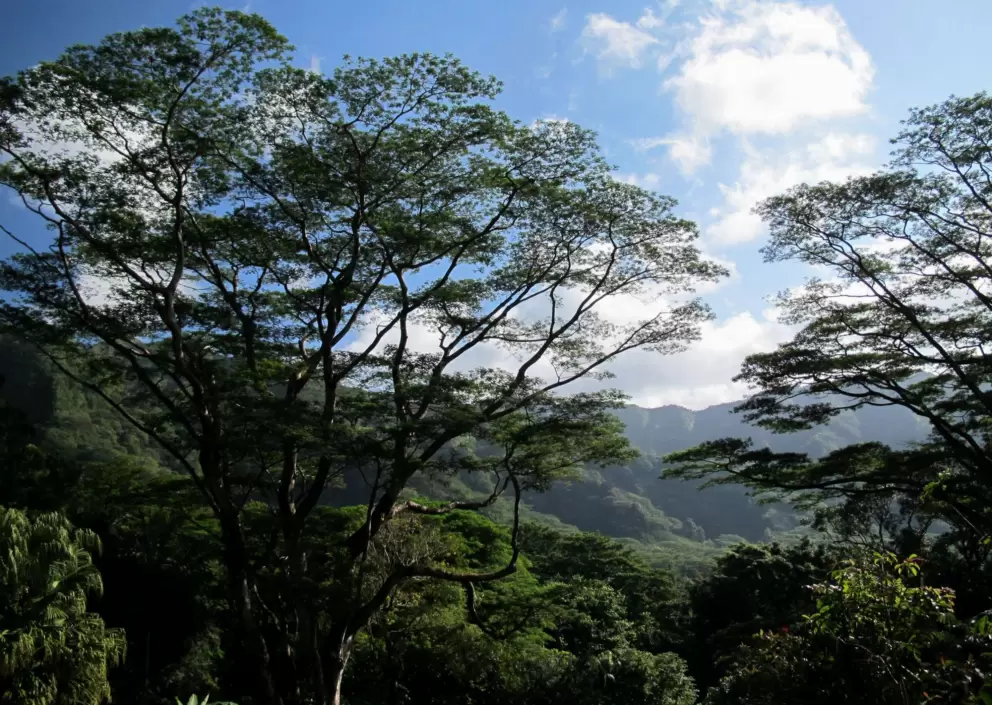I love these trees that make layers on the mountains.