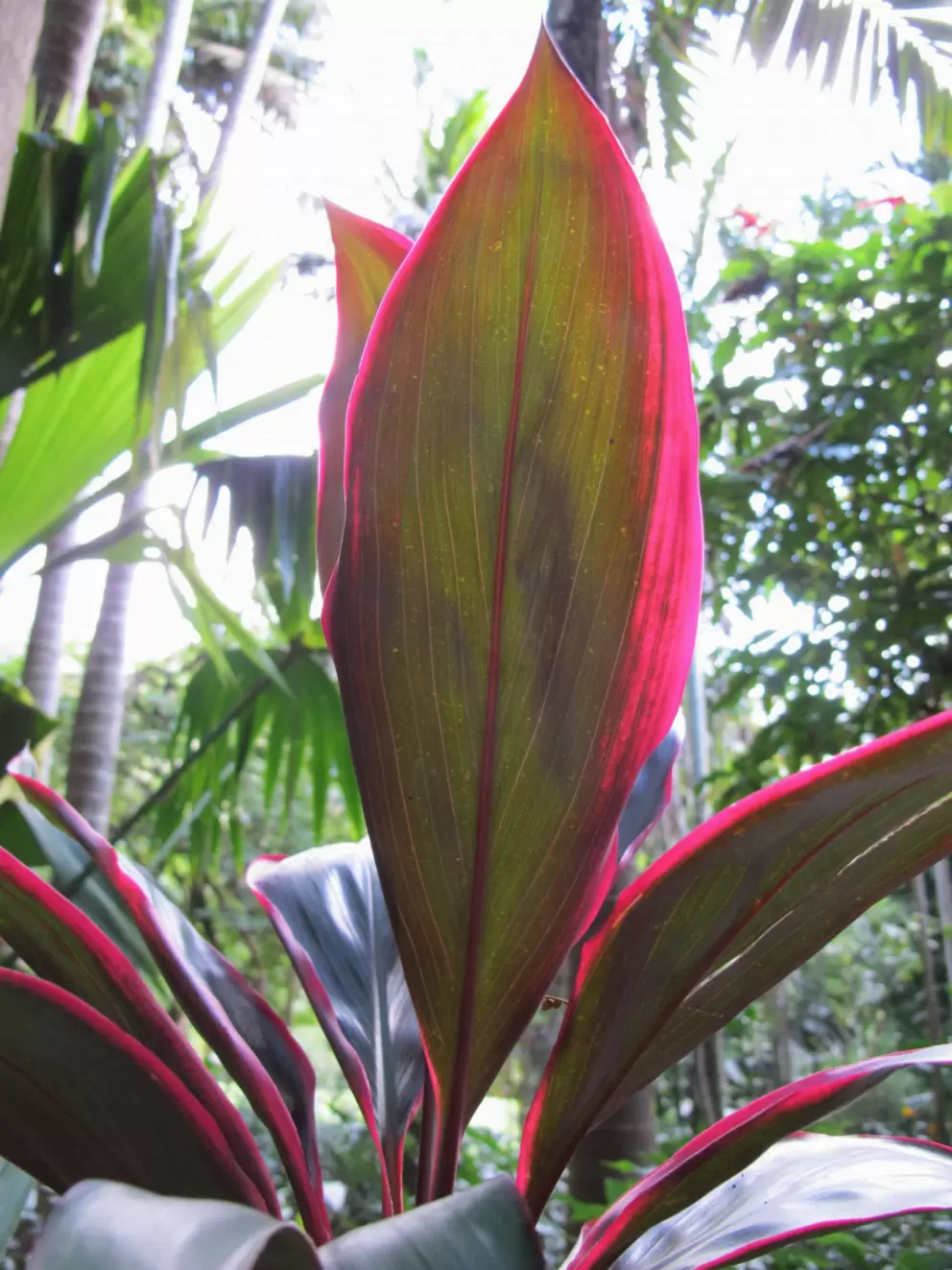 Light shining through a giant pink-bordered leaf.