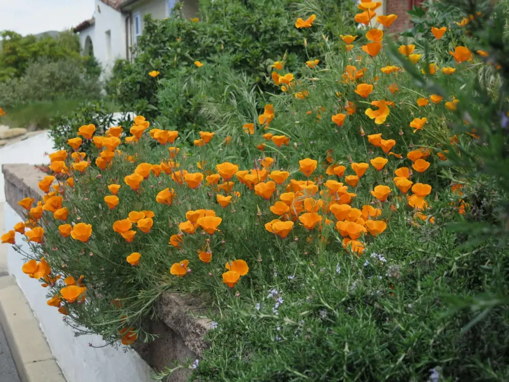 Poppies in April.