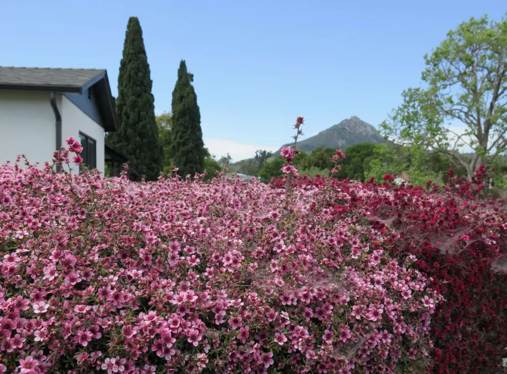 Pink flowers, Italian cypress, and Bishop Peak. 
