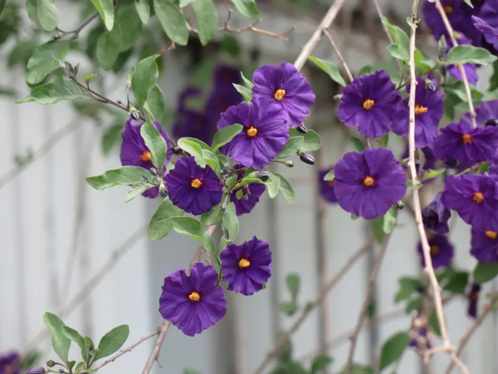 Tasmanian flowers, in violet. 