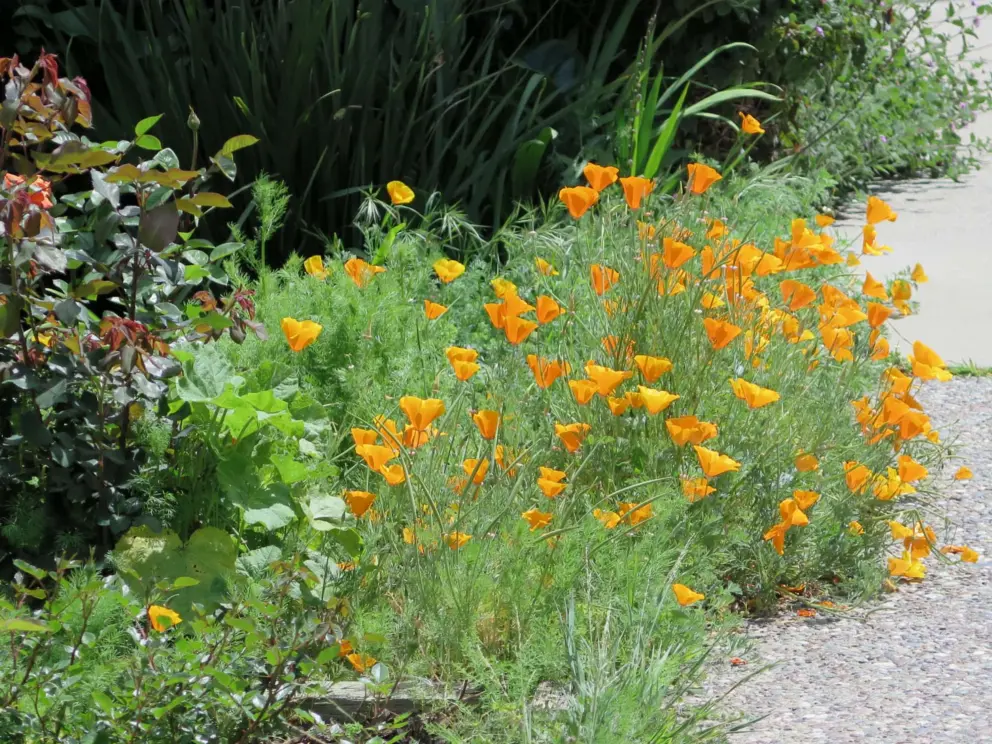 The leaves of poppies are a lovely blue-green.
