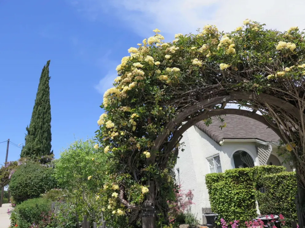 Arch of yellow flowers, and Italian cypress. 