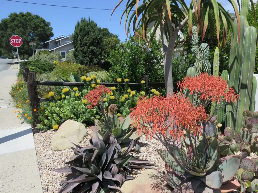 South African plants that are drought tolerant. 
