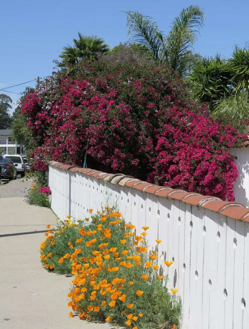 Poppies and bougainvillea. 