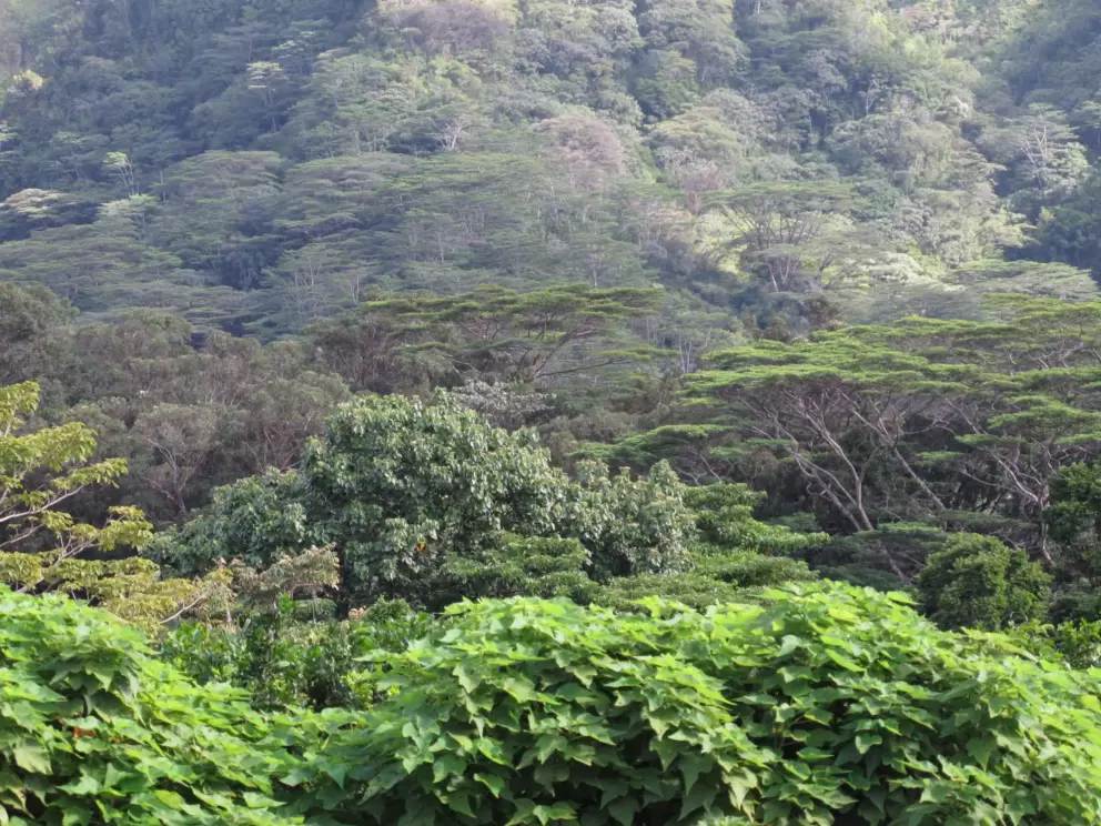 The layers of trees on the mountainsides.