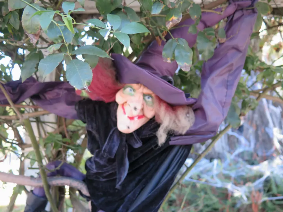 Witch looking scary by a tree in the garden of Olallieberry Inn on Main Street. 