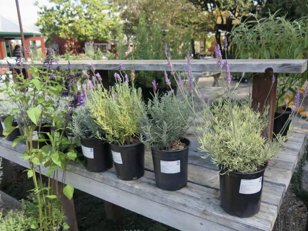 Lavendar to buy!