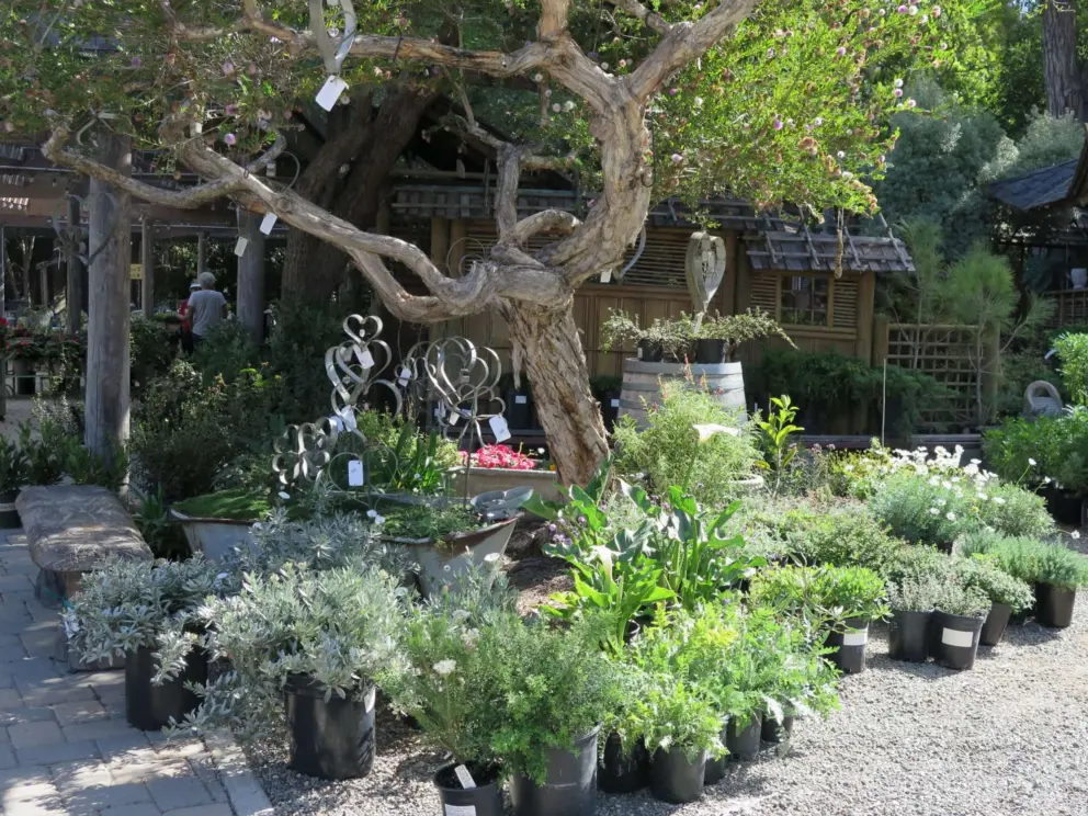 Decorations and potted plants for sale, under a pretty tree. 
