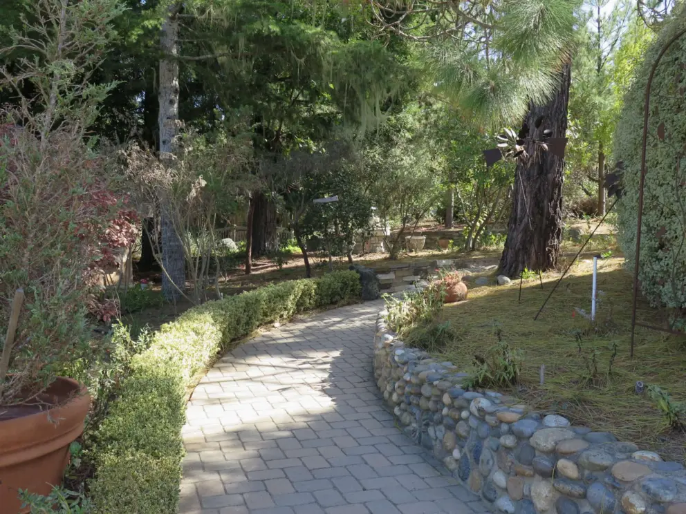Stone wall and pretty hedge, leading into the redwood grove. 