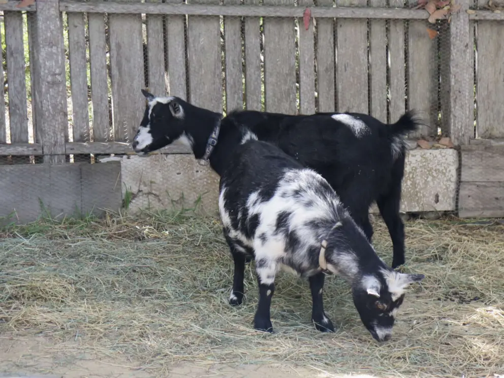 Goats!