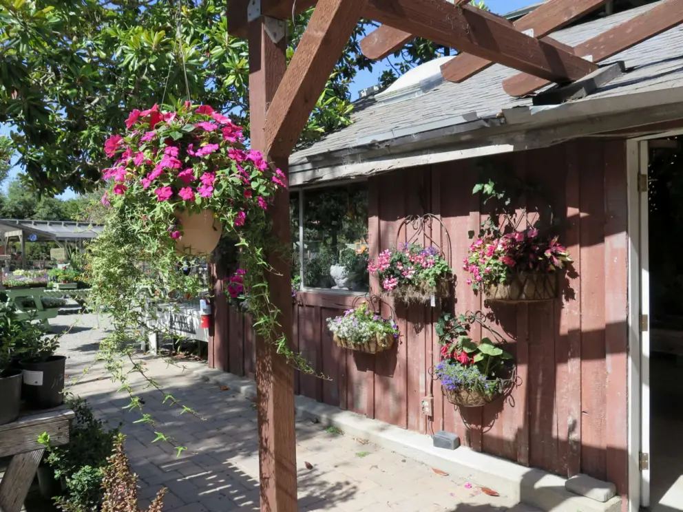 Hanging baskets. 