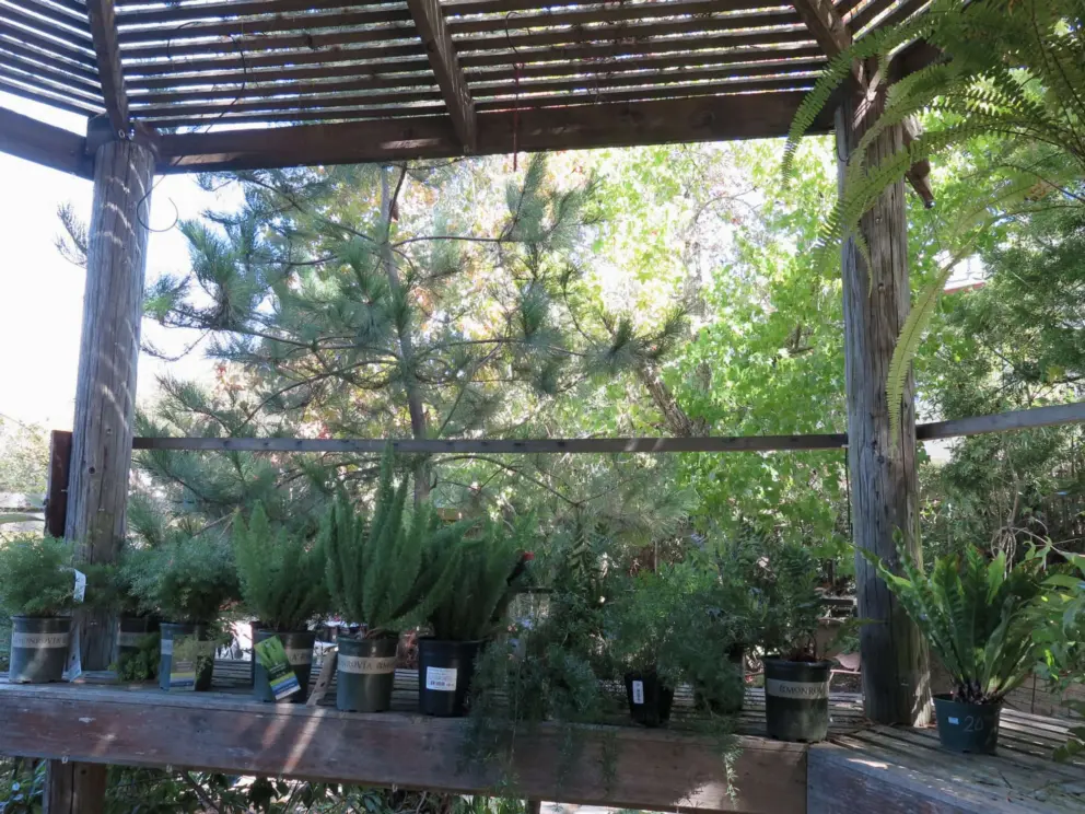 Plants for sale in a forest area. 