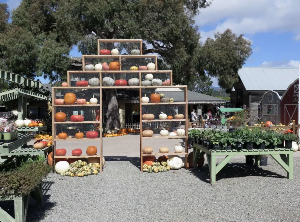 Pumpkin display and blue sky. 