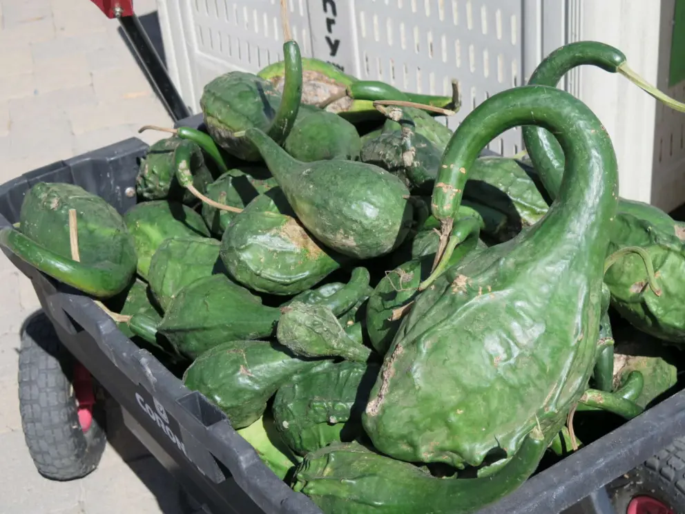 Green gourds!