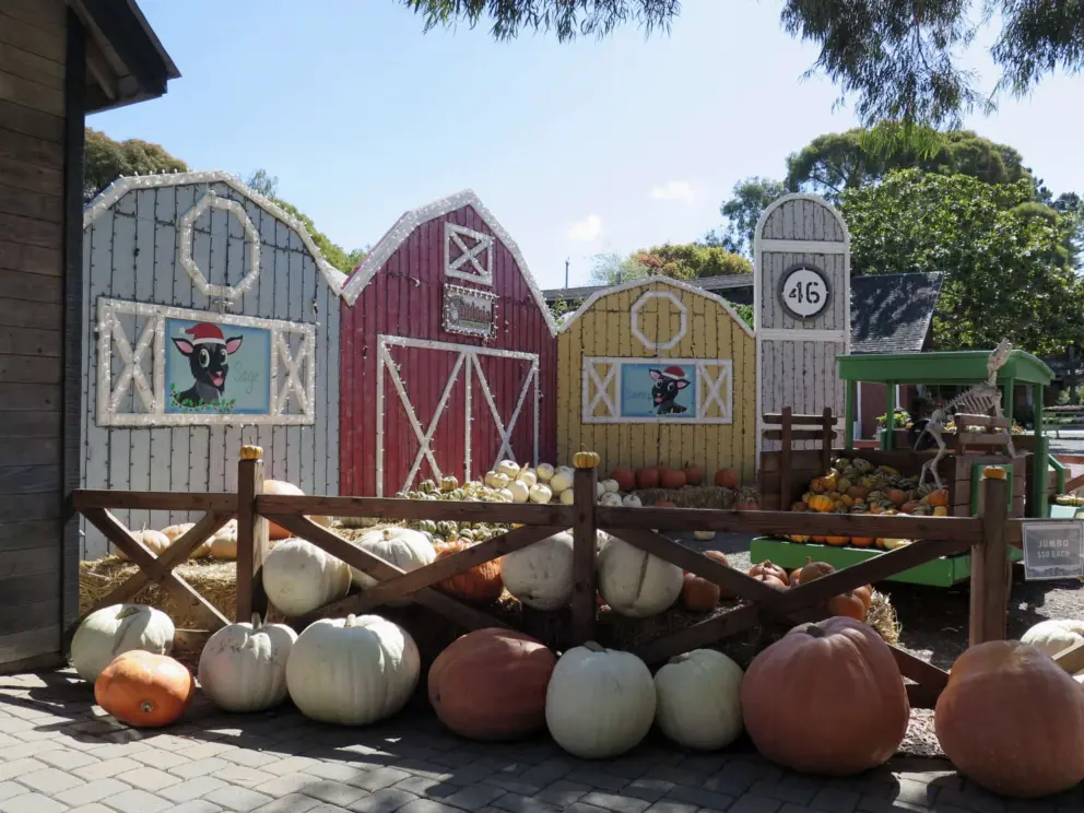 Huge pumpkins outside a barnyard scene. 