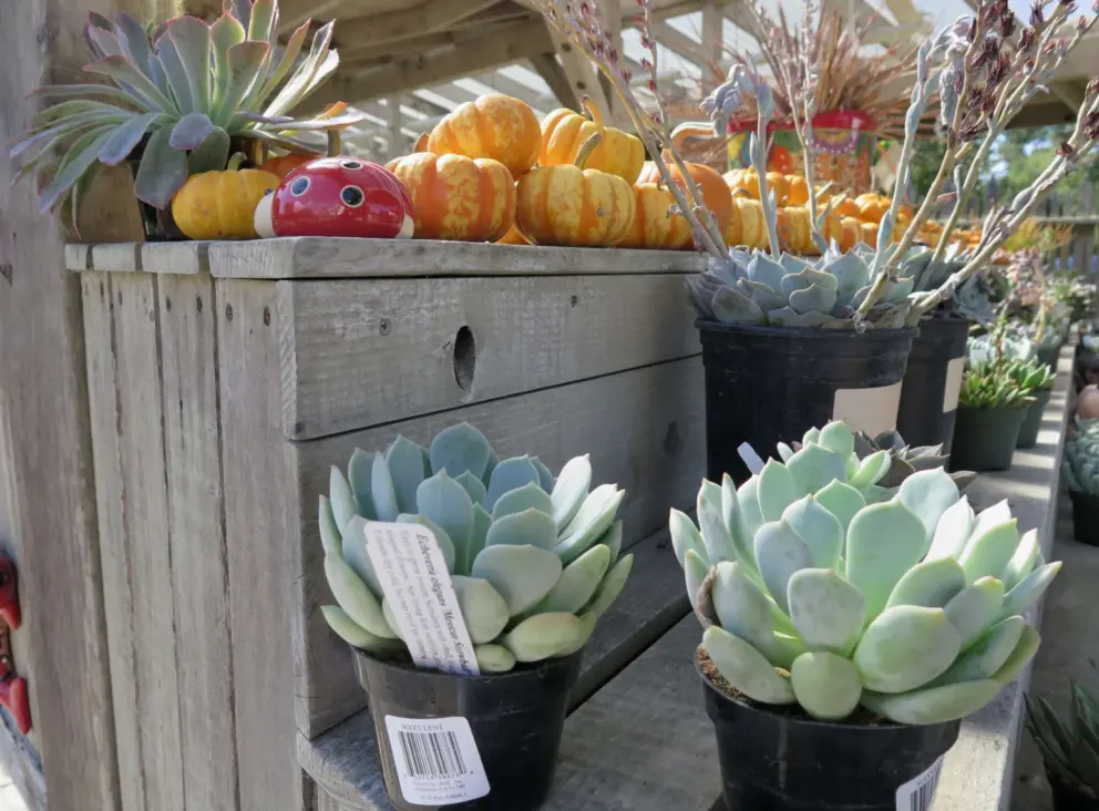 Rosette succulents called Mexican Snowball, mini pumpkins, and ladybug glazed decoration.