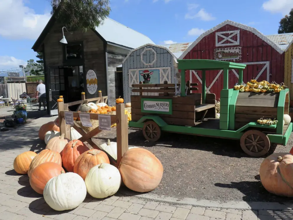 Huge pumpkins, wagon, and barnyard facade. 