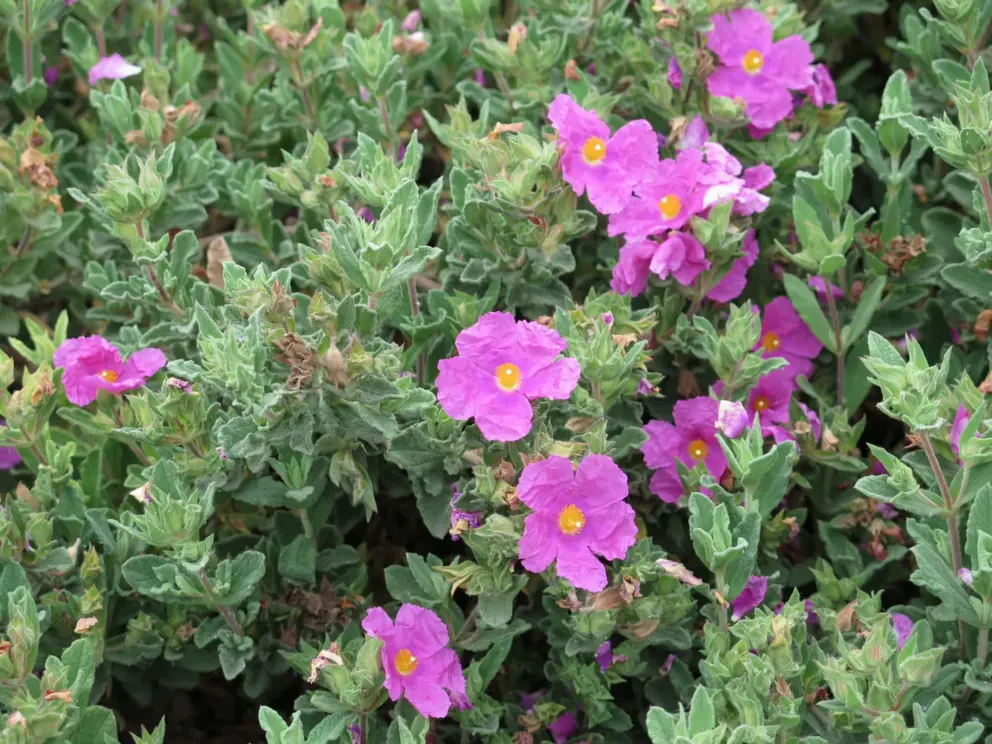 Rock rose flowers on the path beside Agrarian Hotel.