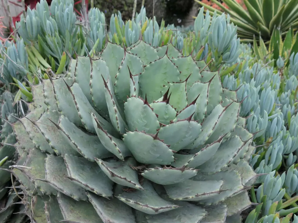 Rosette cactus outside Timbre Wine Tasting. Beautiful colors!