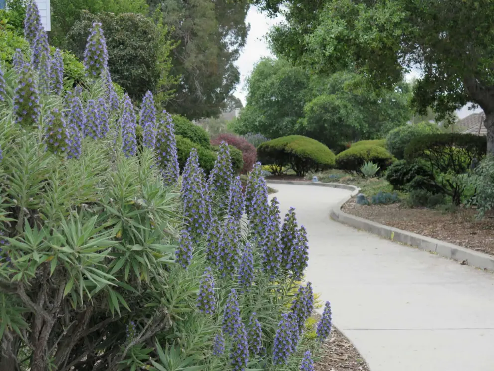 Walking path near Fuller Road and La Posada. It's lovely! The eucalyptus grove is in the distance. 