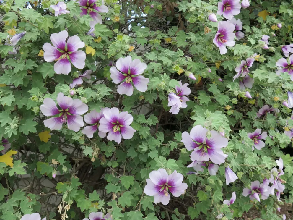 Lavatera flowers along the path near Fuller Rd. 