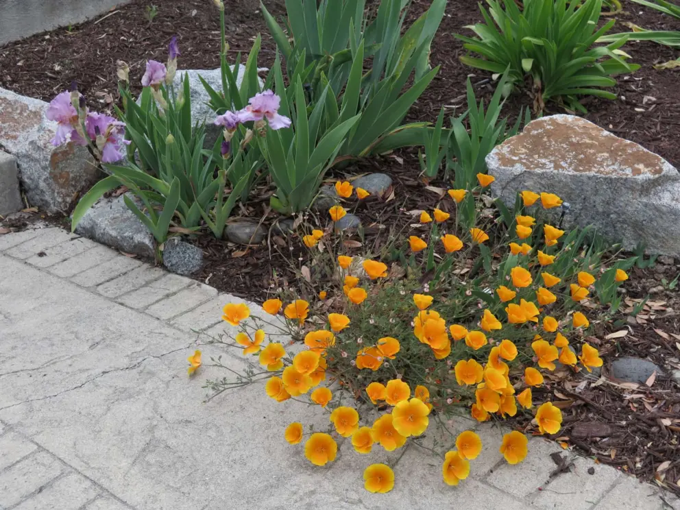 Poppies and little boulders. 