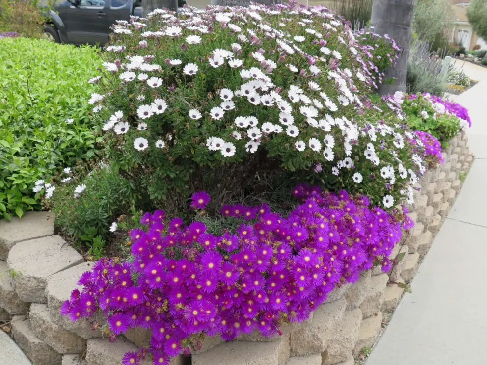 Amazing daisies and ice plant over a pretty wall. 