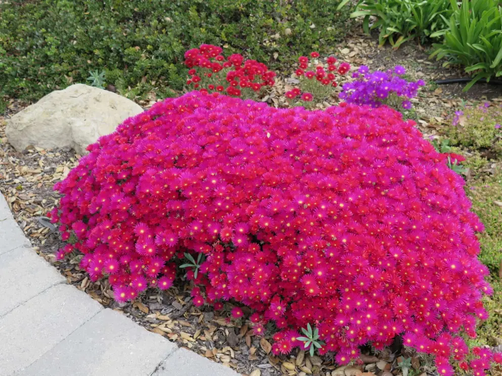 Ice plant looking amazing in April.