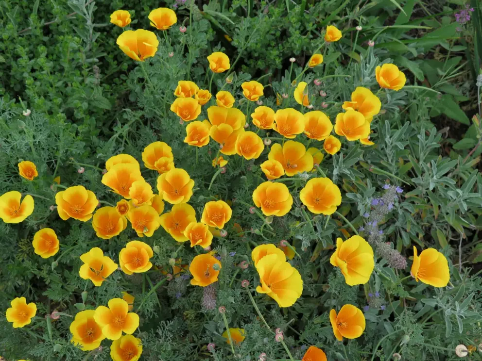 Poppies rich in color. 